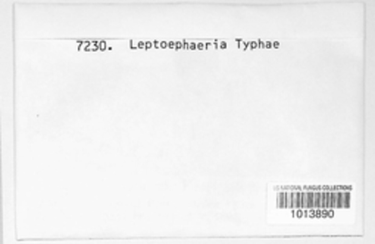 Phaeosphaeria eustoma image